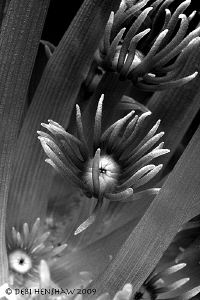 Who says B&W is boring! by Debi Henshaw 